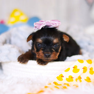 Tess - Available 6/4