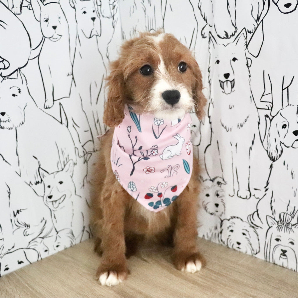 Aliya - Available Now