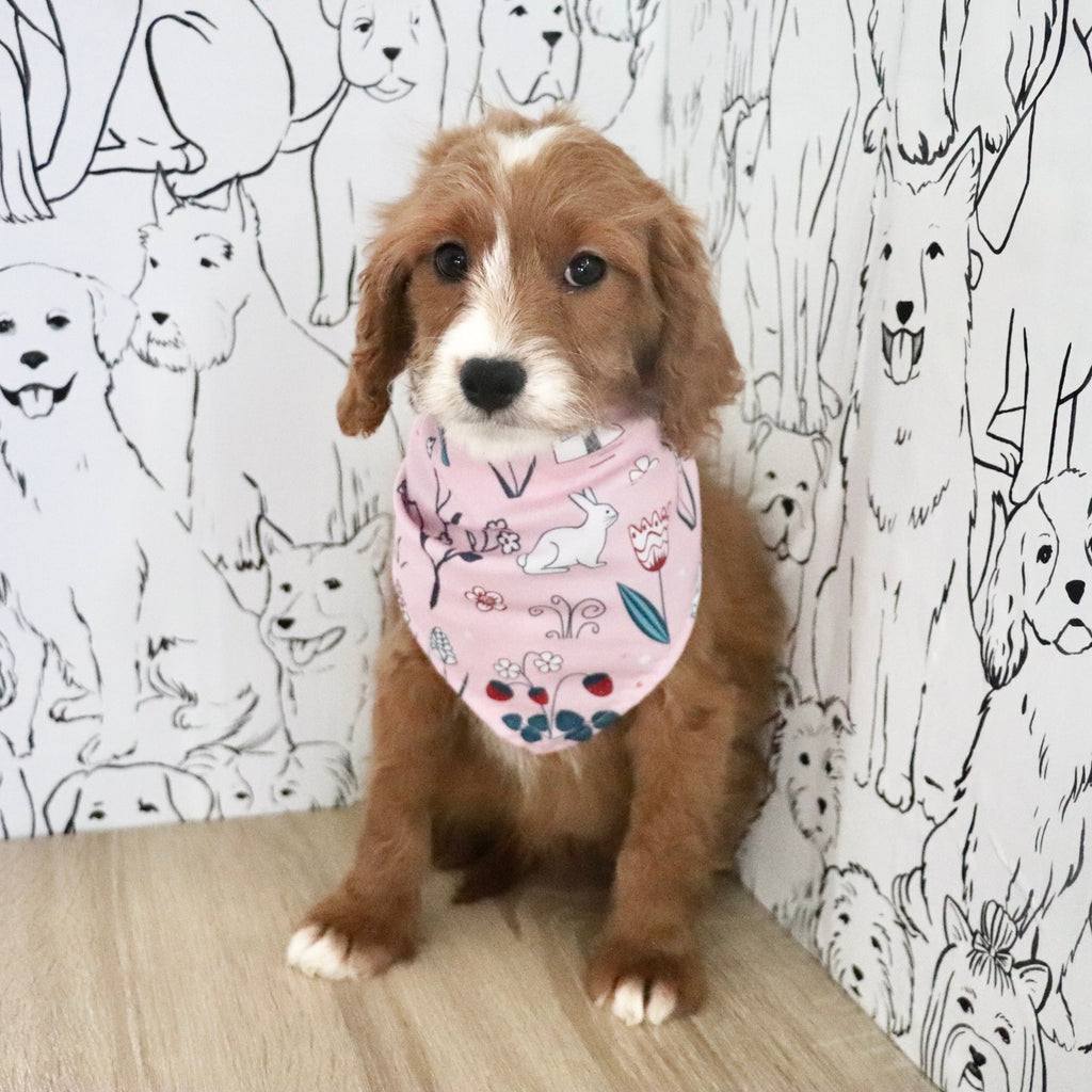 Aliya - Available Now