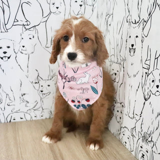 Aliya - Available Now