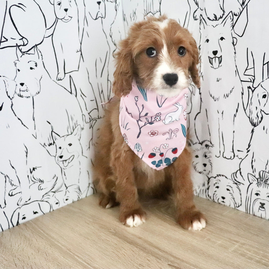 Aliya - Available Now