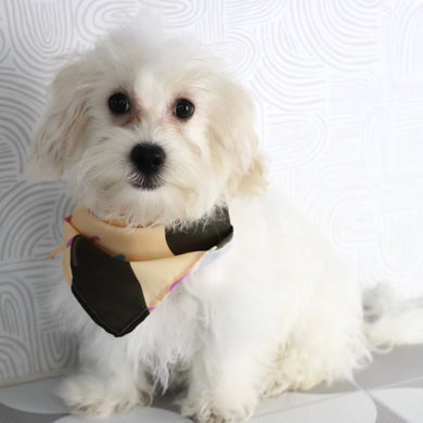 Emmitt - Available Now