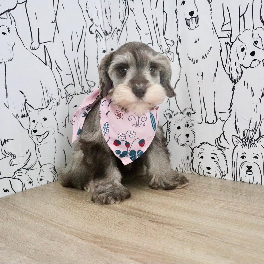 Zendaya - Available Now