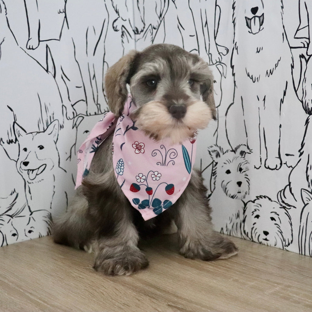 Zendaya - Available Now