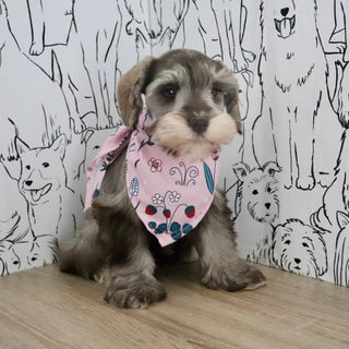 Zendaya - Available Now