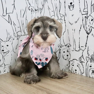 Zendaya - Available Now