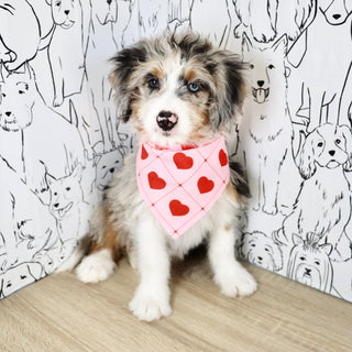 Sophia - Available Now
