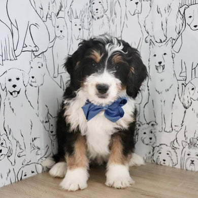 Archer - Available Now