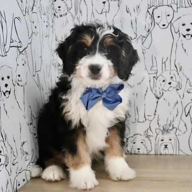 Archer - Available Now