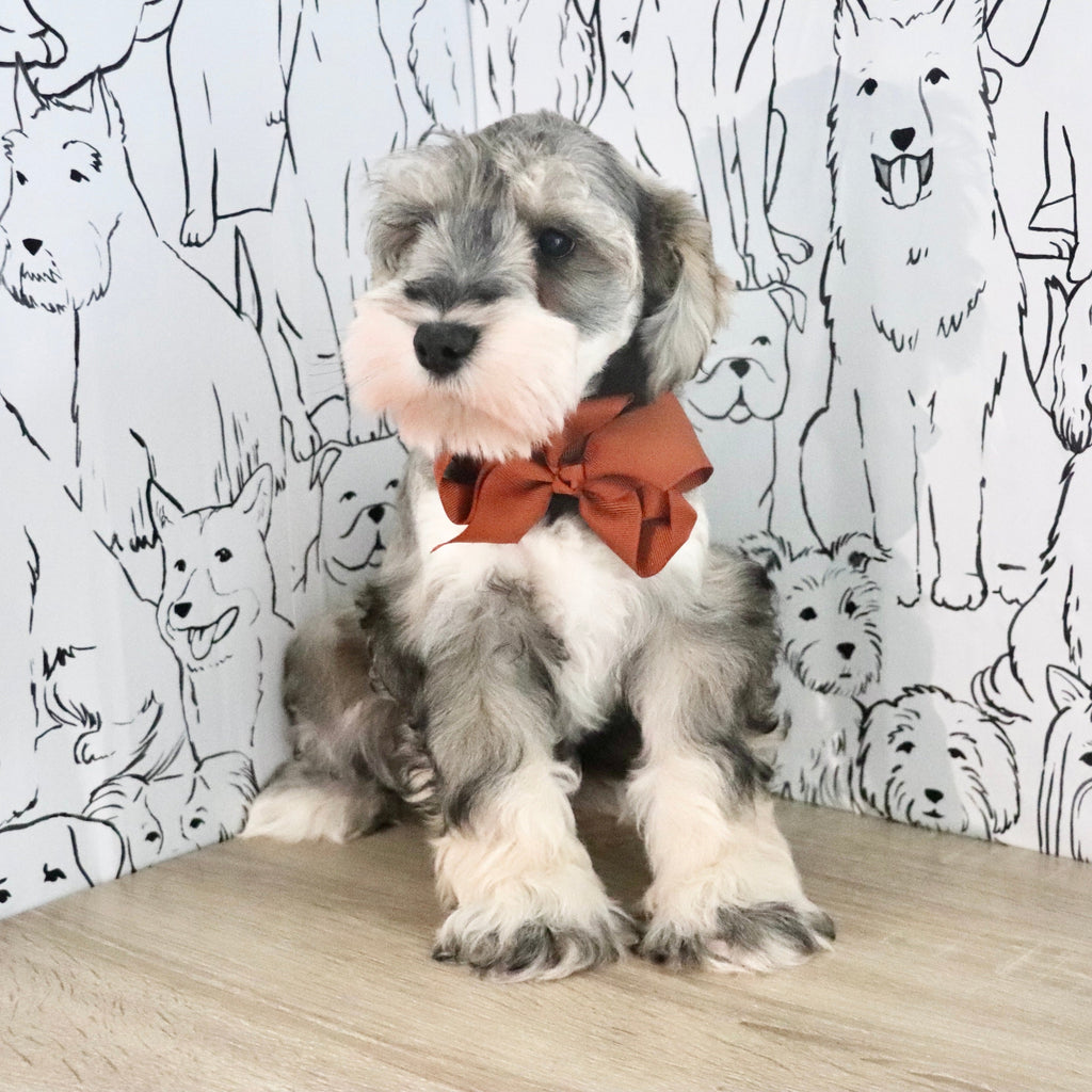 Colson - Available Now