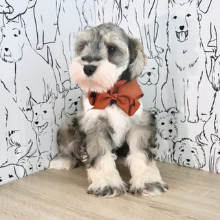 Colson - Available Now