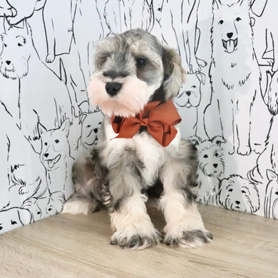 Colson - Available Now