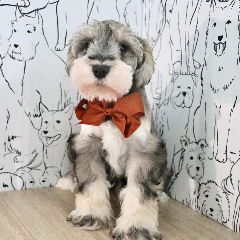 Colson - Available Now