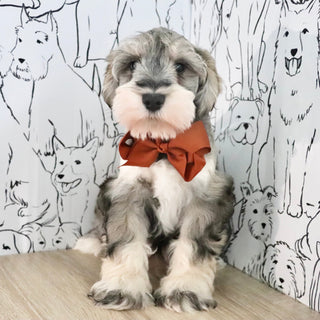 Colson - Available Now