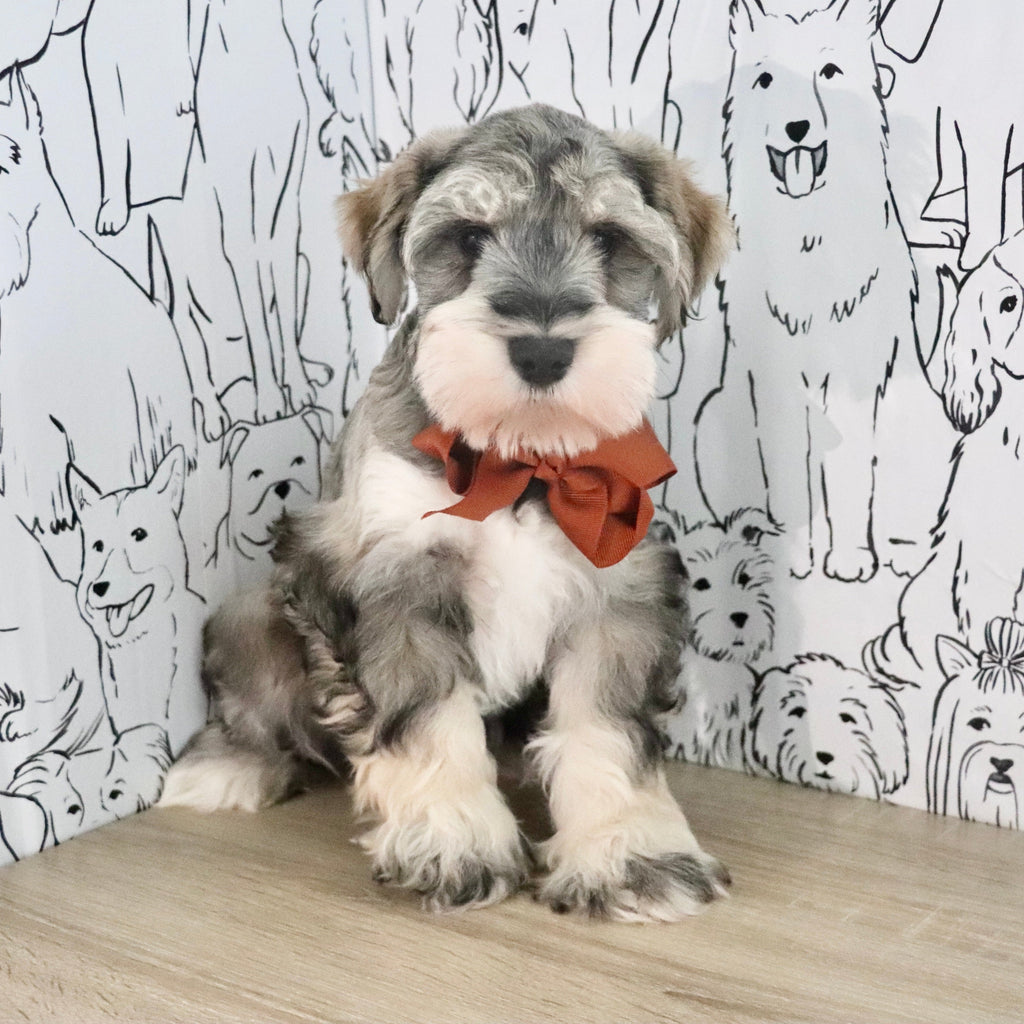 Colson - Available Now