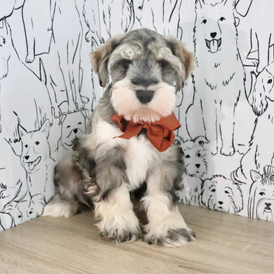 Colson - Available Now