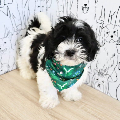 Oliver - Available Now