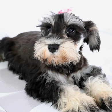 Petunia - Available Now