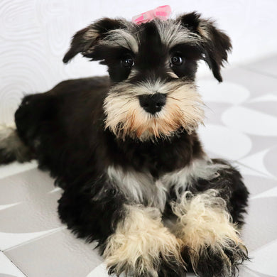 Petunia - Available Now