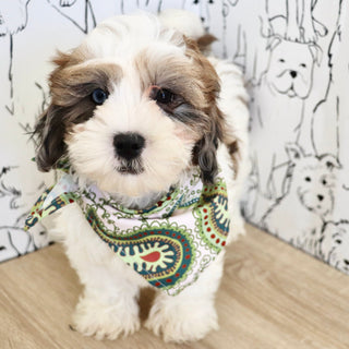 Toby - Available Now
