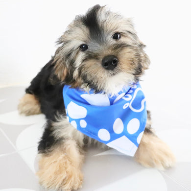 Benny - Available Now