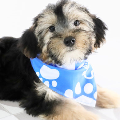 Benny - Available Now