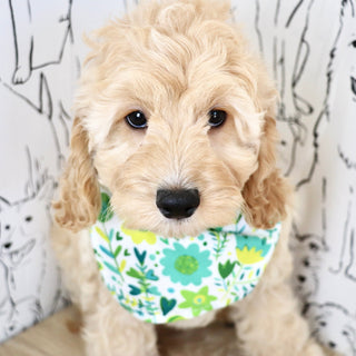 Levi - Available Now