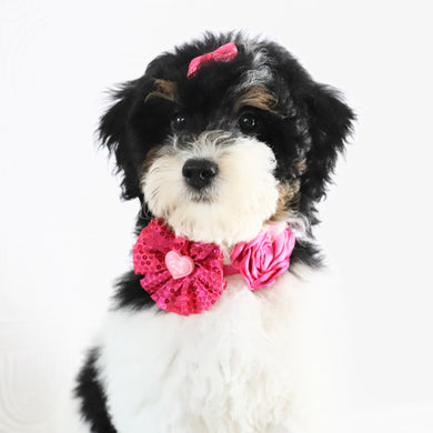 Jasmine - Available Now