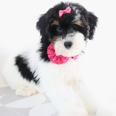 Jasmine - Available Now
