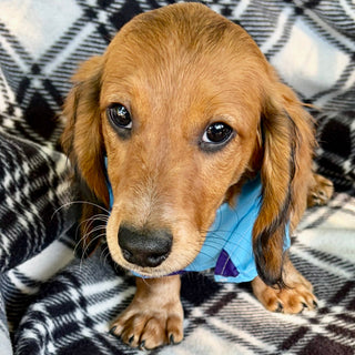 Milton Pre-Trained - Available 6/8