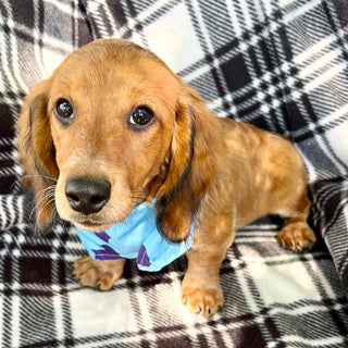 Milton Pre-Trained - Available 6/8