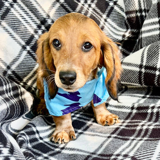 Milton Pre-Trained - Available 6/8