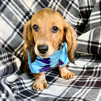 Milton Pre-Trained - Available 6/8