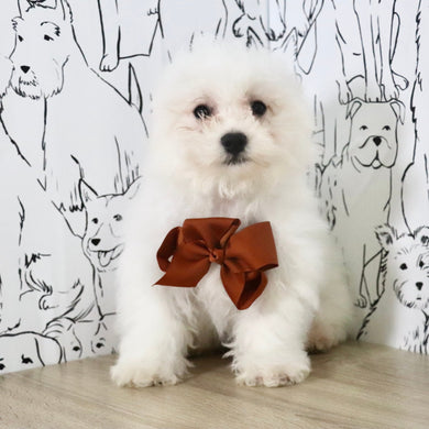 Harry - Available Now