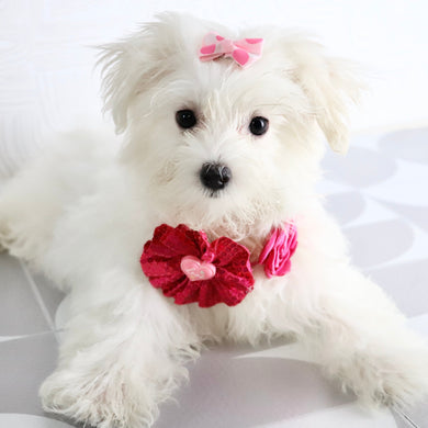 Roxie - Available Now