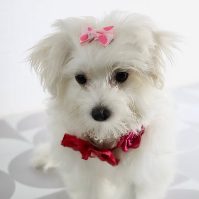 Roxie - Available Now