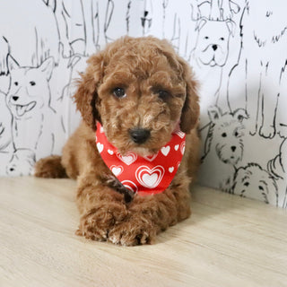 Otis - Available Now