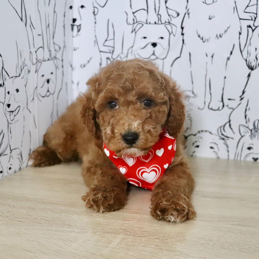 Otis - Available Now