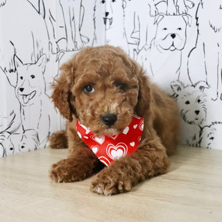 Otis - Available Now