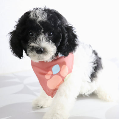Mason - Available Now