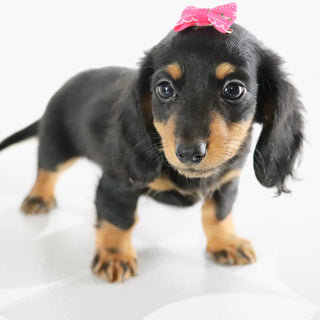 Bailey - Available Now