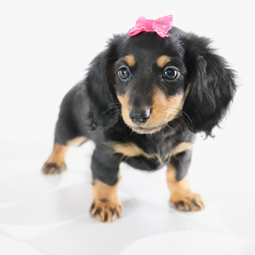 Bailey - Available Now