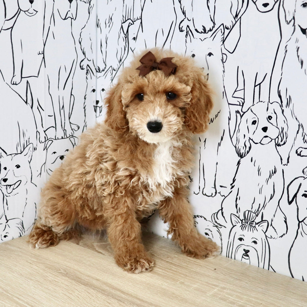 Trudy - Available Now