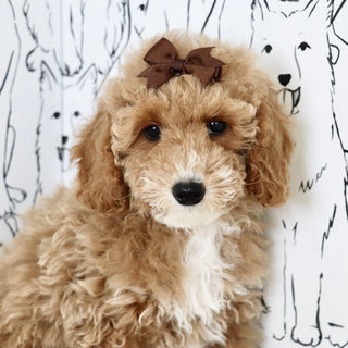 Trudy - Available Now