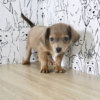 Oscar - Available Now