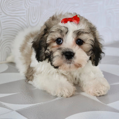 Izzy - Available Now