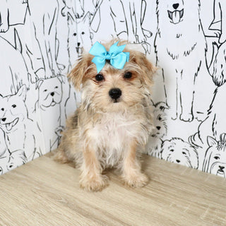 Apple - Available Now