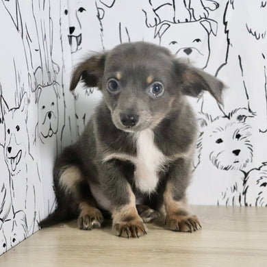 Ollie - Available Now