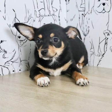 Olive - Available Now