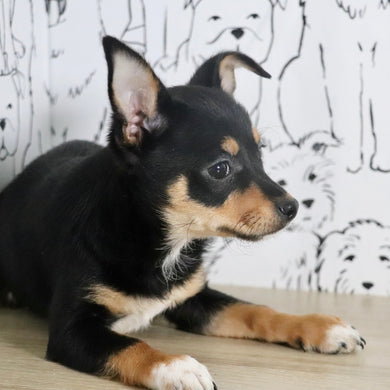 Olive - Available Now